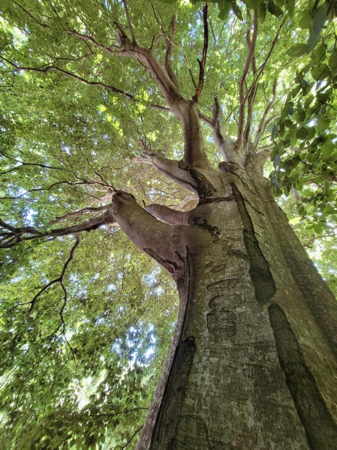 Grande Tente Tipi En Pleine Foret Campismo de Luxo *